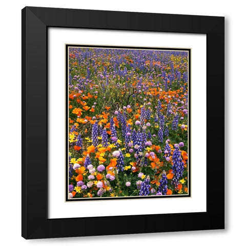 CA, Gorman Field of poppies and lupine flowers Black Modern Wood Framed Art Print with Double Matting by Welling, Dave