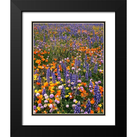 CA, Gorman Field of poppies and lupine flowers Black Modern Wood Framed Art Print with Double Matting by Welling, Dave