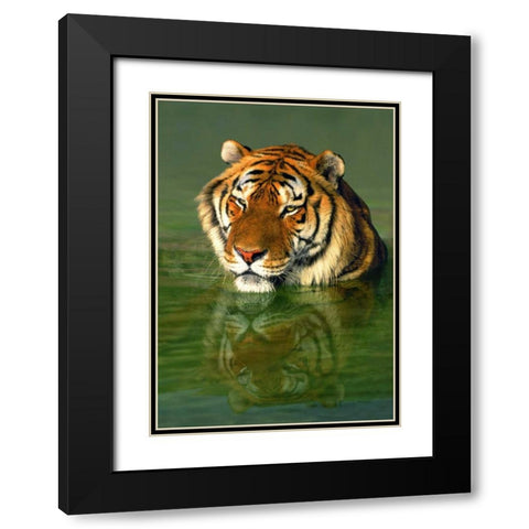 CA, Los Angeles Co, Bengal tiger in water Black Modern Wood Framed Art Print with Double Matting by Welling, Dave