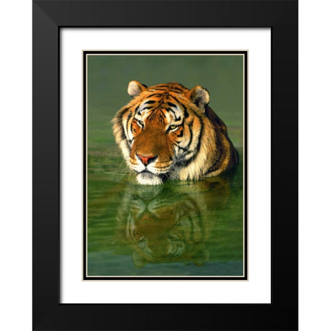 CA, Los Angeles Co, Bengal tiger in water Black Modern Wood Framed Art Print with Double Matting by Welling, Dave