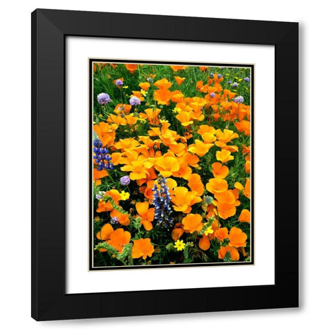 CA, Gorman Field of poppies and Lupines Black Modern Wood Framed Art Print with Double Matting by Welling, Dave