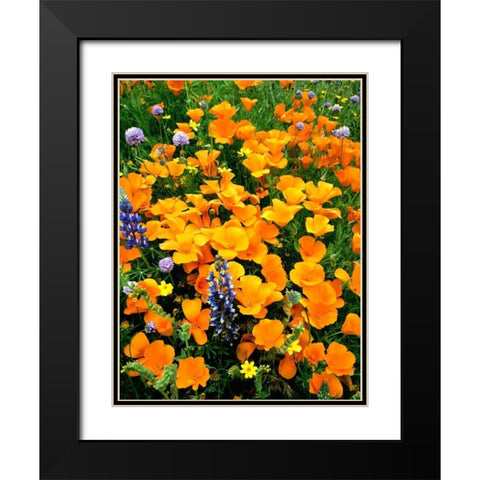 CA, Gorman Field of poppies and Lupines Black Modern Wood Framed Art Print with Double Matting by Welling, Dave