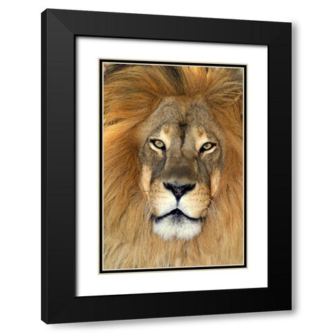 CA, Los Angeles Co, African lion Black Modern Wood Framed Art Print with Double Matting by Welling, Dave