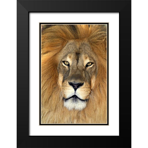 CA, Los Angeles Co, African lion Black Modern Wood Framed Art Print with Double Matting by Welling, Dave