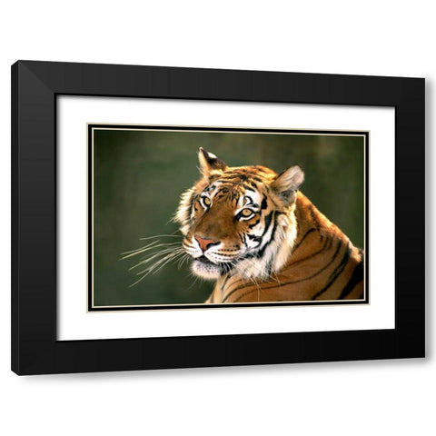 CA, Los Angeles Co, Portrait of Bengal tiger Black Modern Wood Framed Art Print with Double Matting by Welling, Dave