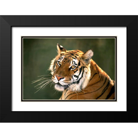 CA, Los Angeles Co, Portrait of Bengal tiger Black Modern Wood Framed Art Print with Double Matting by Welling, Dave