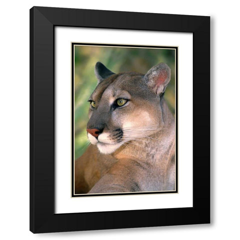CA, Los Angeles Co, Portrait of mountain lion Black Modern Wood Framed Art Print with Double Matting by Welling, Dave