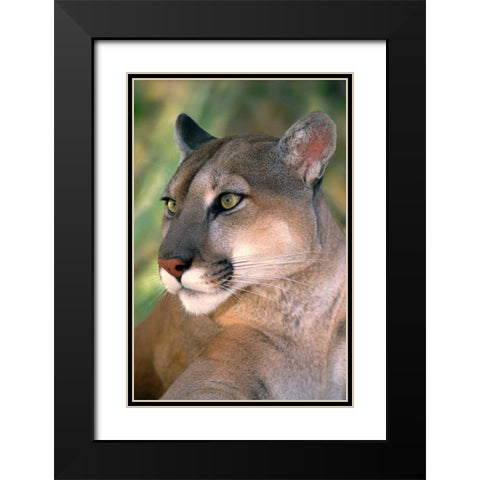 CA, Los Angeles Co, Portrait of mountain lion Black Modern Wood Framed Art Print with Double Matting by Welling, Dave