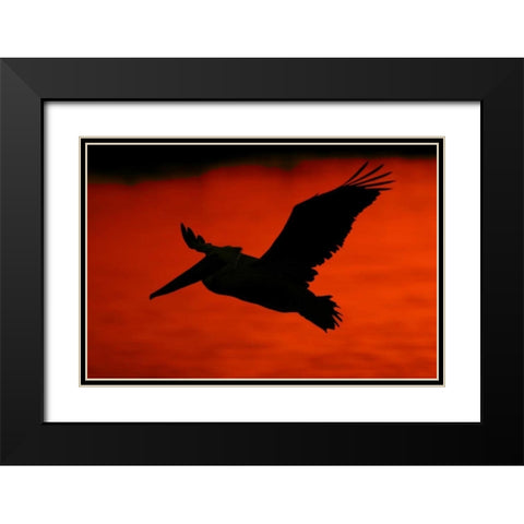 CA, Bolsa Chica Lagoon Brown pelican flying Black Modern Wood Framed Art Print with Double Matting by Morris, Arthur