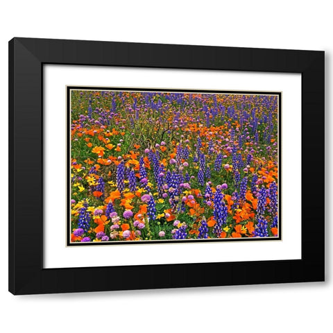 CA, Gorman Field of colorful flowers Black Modern Wood Framed Art Print with Double Matting by Welling, Dave