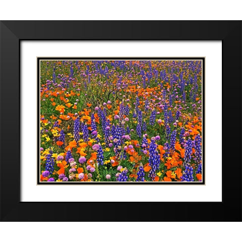 CA, Gorman Field of colorful flowers Black Modern Wood Framed Art Print with Double Matting by Welling, Dave