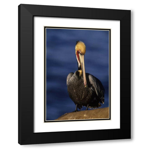 CA, La Jolla Beach California brown pelican Black Modern Wood Framed Art Print with Double Matting by Williams, Joanne