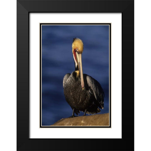 CA, La Jolla Beach California brown pelican Black Modern Wood Framed Art Print with Double Matting by Williams, Joanne