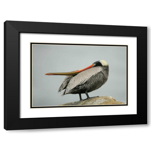 CA, La Jolla Brown pelican performs behavior Black Modern Wood Framed Art Print with Double Matting by Morris, Arthur