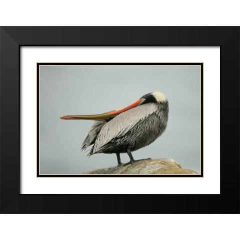 CA, La Jolla Brown pelican performs behavior Black Modern Wood Framed Art Print with Double Matting by Morris, Arthur