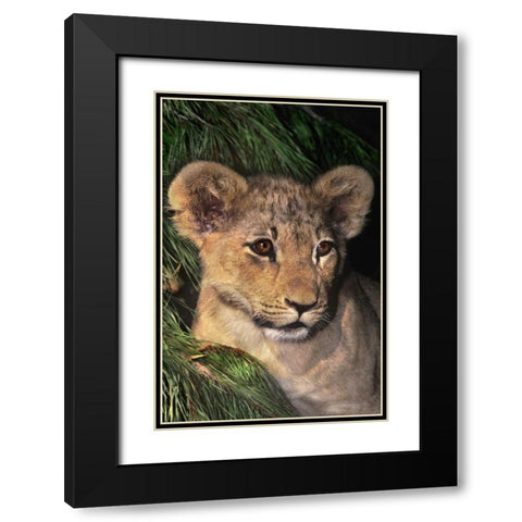 CA, Los Angeles Co, African lion cub Black Modern Wood Framed Art Print with Double Matting by Welling, Dave