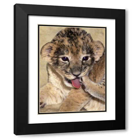CA, Los Angeles Co, African lion cub playing Black Modern Wood Framed Art Print with Double Matting by Welling, Dave