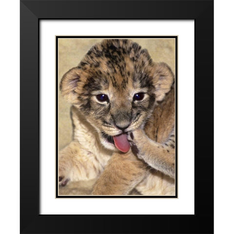 CA, Los Angeles Co, African lion cub playing Black Modern Wood Framed Art Print with Double Matting by Welling, Dave