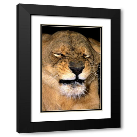 CA, Los Angeles Co, African lioness grimacing Black Modern Wood Framed Art Print with Double Matting by Welling, Dave