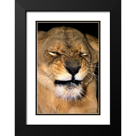 CA, Los Angeles Co, African lioness grimacing Black Modern Wood Framed Art Print with Double Matting by Welling, Dave