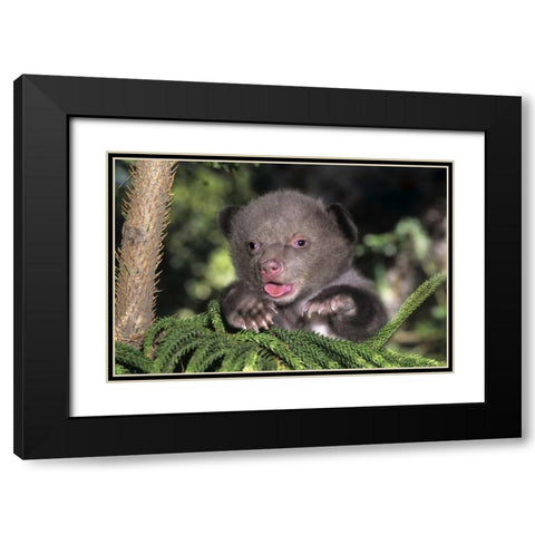 CA, Los Angeles Co, American black bear cub Black Modern Wood Framed Art Print with Double Matting by Welling, Dave