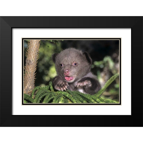 CA, Los Angeles Co, American black bear cub Black Modern Wood Framed Art Print with Double Matting by Welling, Dave