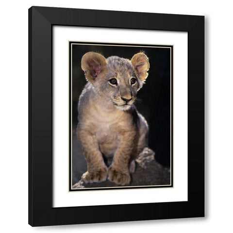 CA, Los Angeles Co, African lion cub on rock Black Modern Wood Framed Art Print with Double Matting by Welling, Dave