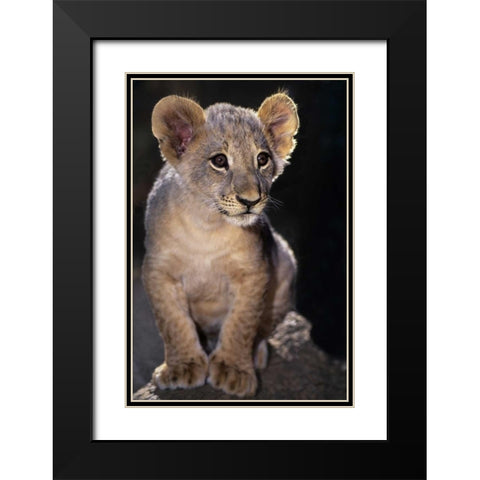 CA, Los Angeles Co, African lion cub on rock Black Modern Wood Framed Art Print with Double Matting by Welling, Dave
