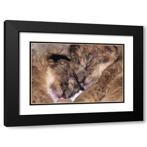 CA, Los Angeles Co, Two sleeping lion babies Black Modern Wood Framed Art Print with Double Matting by Welling, Dave