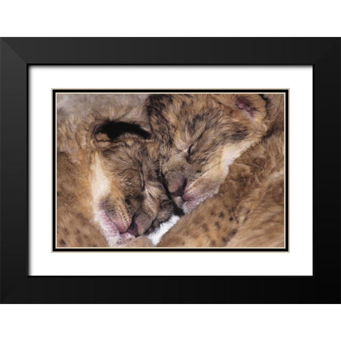 CA, Los Angeles Co, Two sleeping lion babies Black Modern Wood Framed Art Print with Double Matting by Welling, Dave