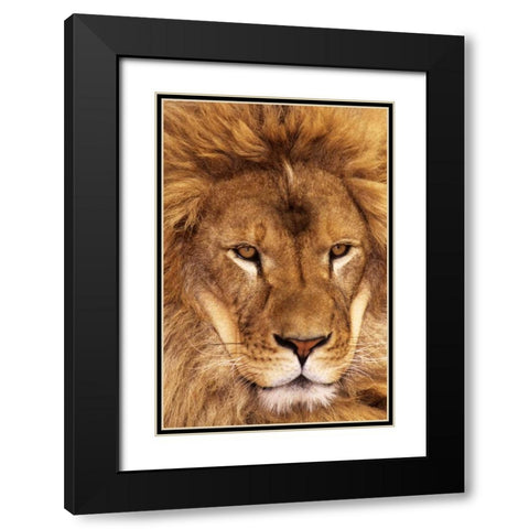 CA, Los Angeles Co, African lion male  Black Modern Wood Framed Art Print with Double Matting by Welling, Dave