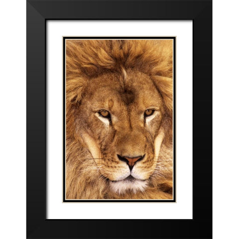 CA, Los Angeles Co, African lion male  Black Modern Wood Framed Art Print with Double Matting by Welling, Dave