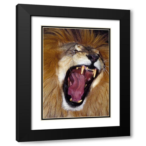 CA, Los Angeles Co, African lion male roaring Black Modern Wood Framed Art Print with Double Matting by Welling, Dave