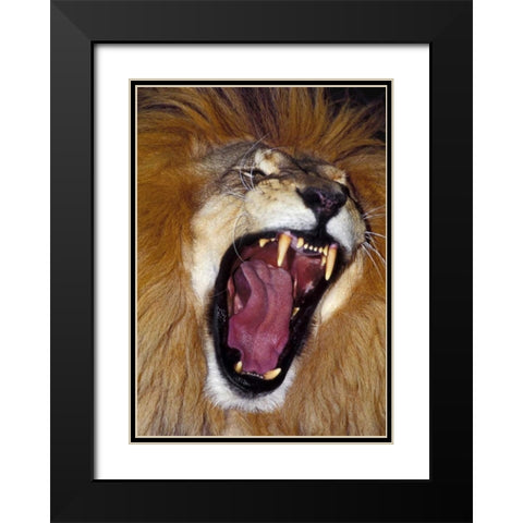 CA, Los Angeles Co, African lion male roaring Black Modern Wood Framed Art Print with Double Matting by Welling, Dave