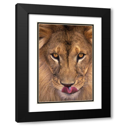 CA, Los Angeles Co, African lion with tongue out Black Modern Wood Framed Art Print with Double Matting by Welling, Dave