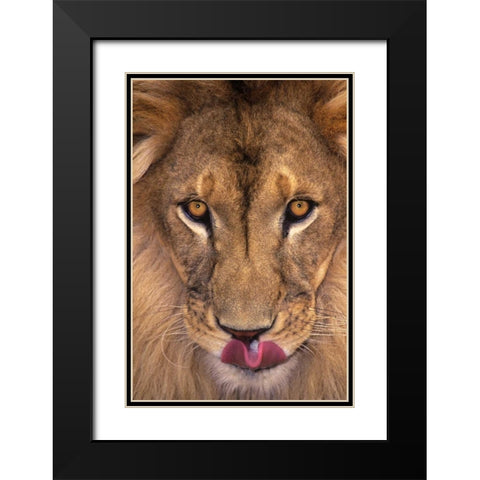 CA, Los Angeles Co, African lion with tongue out Black Modern Wood Framed Art Print with Double Matting by Welling, Dave