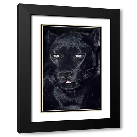CA, Los Angeles, Portrait of black jaguar adult Black Modern Wood Framed Art Print with Double Matting by Welling, Dave