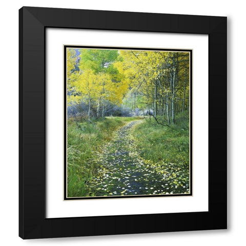 CA, Eastern Sierra Leaf-covered path into forest Black Modern Wood Framed Art Print with Double Matting by Flaherty, Dennis