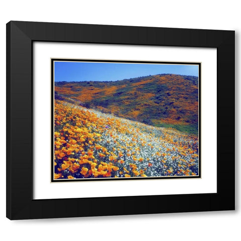 CA, Lake Elsinore Wildflowers covering a hill Black Modern Wood Framed Art Print with Double Matting by Talbot Frank, Christopher