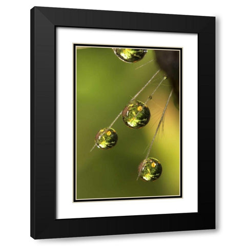 CA, San Diego Water droplets on a dandelion  Black Modern Wood Framed Art Print with Double Matting by Talbot Frank, Christopher