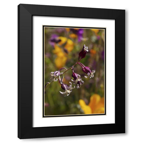 CA, San Diego flowers in Rattlesnake Canyon Black Modern Wood Framed Art Print with Double Matting by Talbot Frank, Christopher