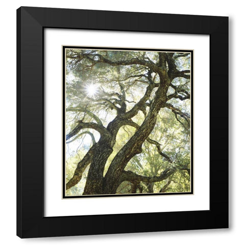 CA, San Diego Sunlight through a live oak tree Black Modern Wood Framed Art Print with Double Matting by Talbot Frank, Christopher