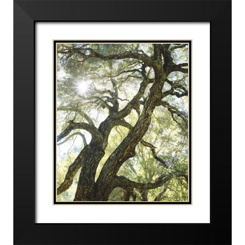 CA, San Diego Sunlight through a live oak tree Black Modern Wood Framed Art Print with Double Matting by Talbot Frank, Christopher