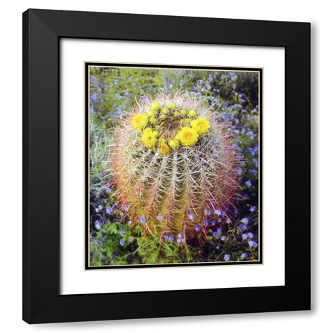 CA Blooming barrel cactus in Anza-Borrego Desert Black Modern Wood Framed Art Print with Double Matting by Talbot Frank, Christopher