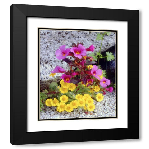 CA, Anza-Borrego Daisy and monkey flowers Black Modern Wood Framed Art Print with Double Matting by Talbot Frank, Christopher