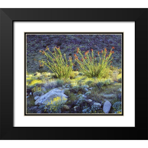 CA, San Diego Blooming ocotillo and brittlebush Black Modern Wood Framed Art Print with Double Matting by Talbot Frank, Christopher