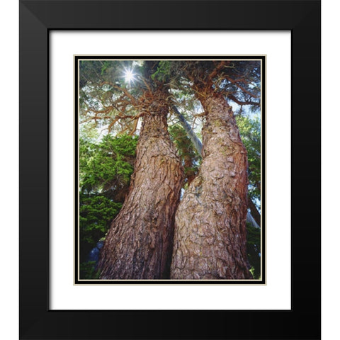 California, Sierra Nevada Red fir trees Black Modern Wood Framed Art Print with Double Matting by Talbot Frank, Christopher