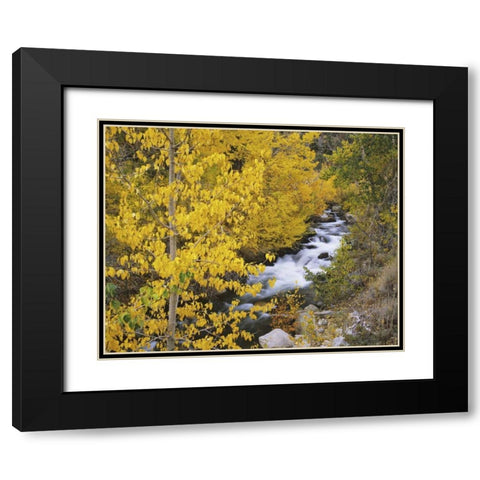 California Bishop Creek and aspens in autumn Black Modern Wood Framed Art Print with Double Matting by Flaherty, Dennis