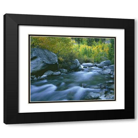 California Bishop Creek and aspens in autumn Black Modern Wood Framed Art Print with Double Matting by Flaherty, Dennis