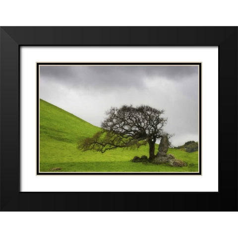 California An oak stands alone under clouds Black Modern Wood Framed Art Print with Double Matting by Paulson, Don